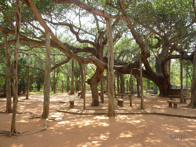 Banyan Tree